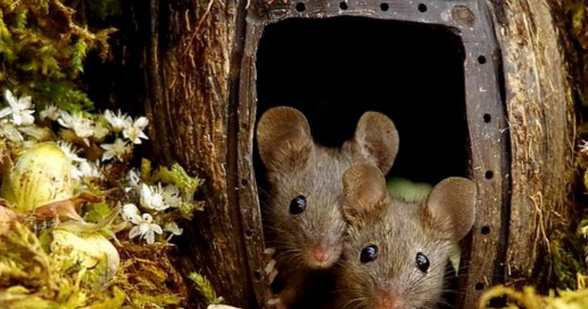 Chiêm ngưỡng bộ ảnh gây sốt chụp 'ngôi làng của những chú chuột'
