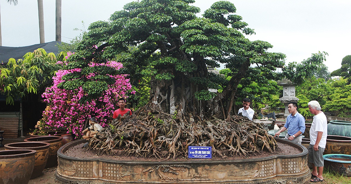 Choáng ngợp cây sanh lá móng cổ thụ giá chục tỷ ở Hà Nội