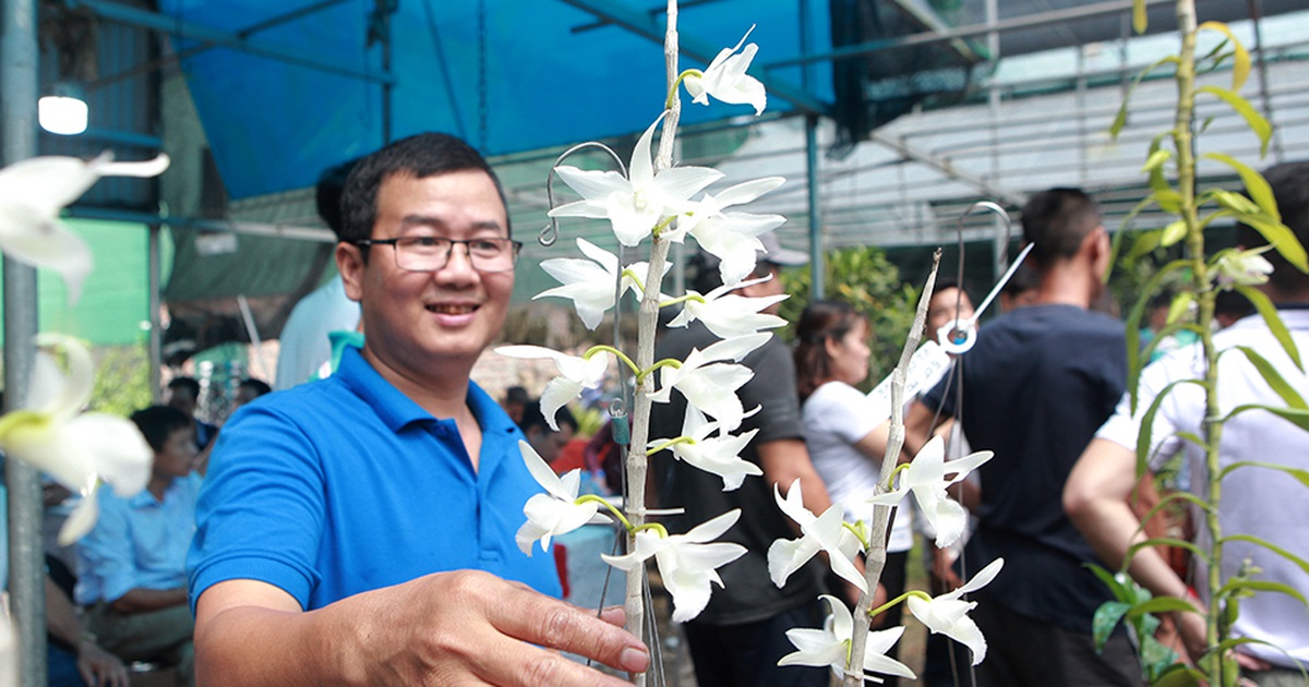 Chiêm ngưỡng những giỏ hoa lan đột biến hiếm có giá hàng trăm triệu