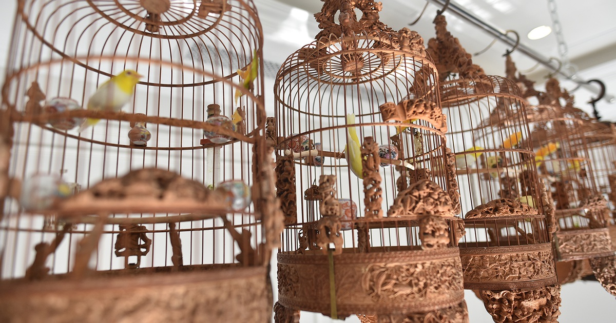 Cận cảnh bộ sưu tập lồng chim đắt đỏ giá 10 tỷ đồng của đại gia Việt