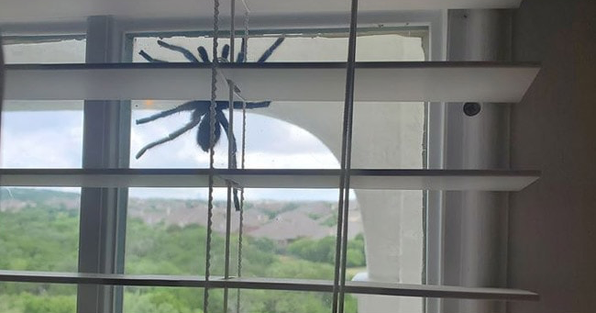 Phát hiện nhện khổng lồ lơ lửng trên cửa sổ