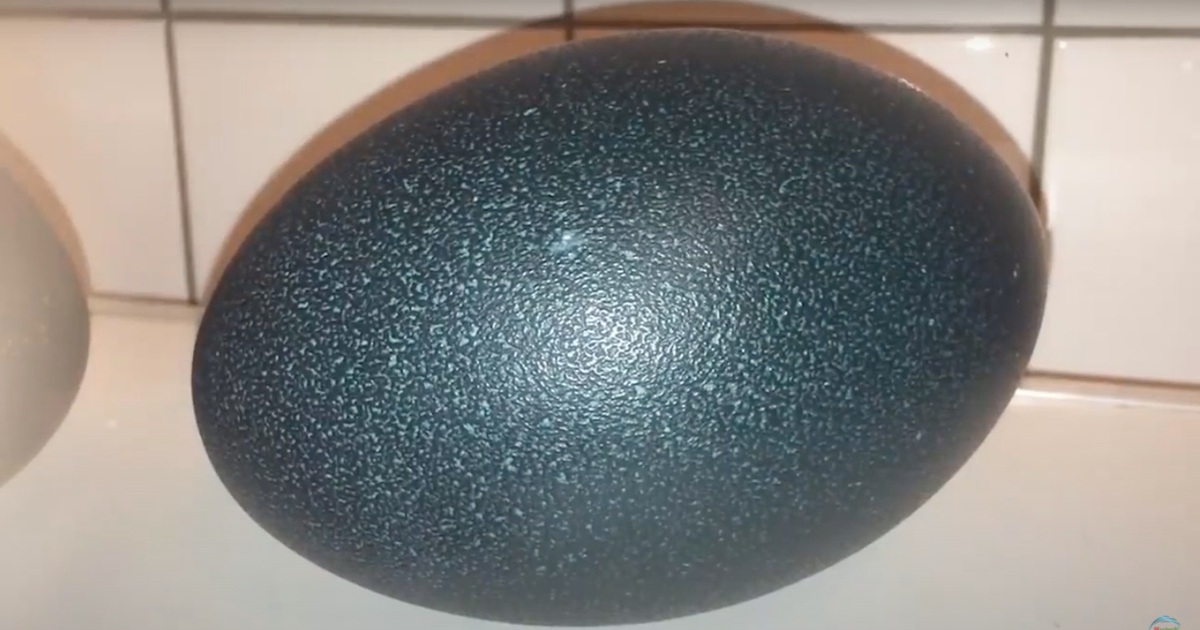 Trứng đà điểu Emu giá tiền triệu, nhà giàu ăn sang cũng phải nhịn miệng