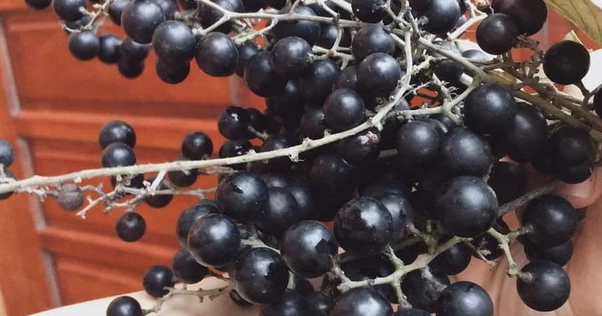 Chán nho ngoại, giới sành ăn lùng mua nho dại mọc trong rừng