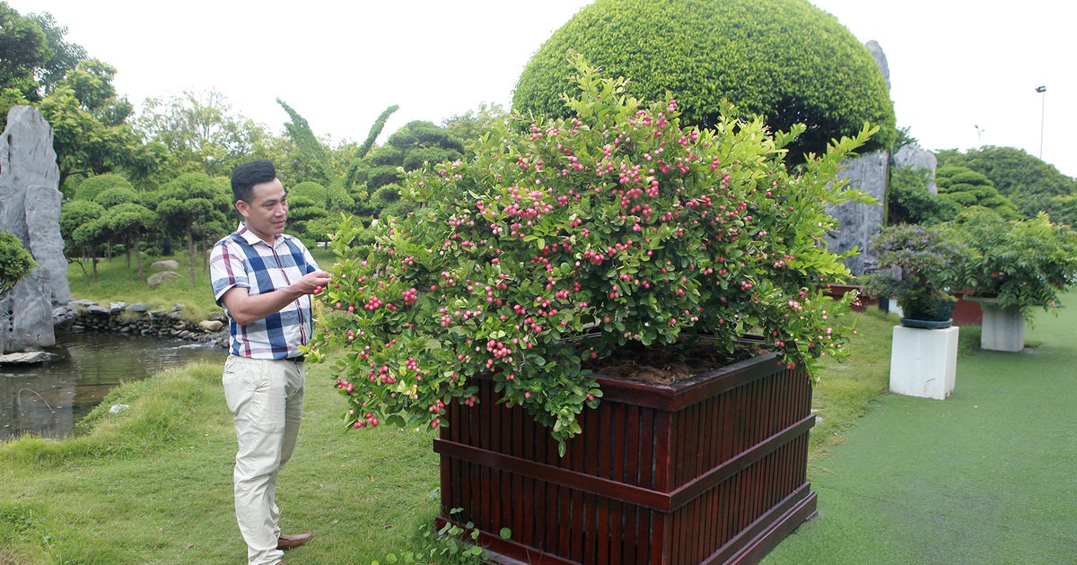 Dàn sơ ri bonsai cổ thụ, trĩu quả giá tiền tỷ của 'tướng cướp hoàn lương'