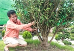 'Đã mắt' với những cây trà cổ thụ tiền tỷ của 'ông vua trà' Việt Nam