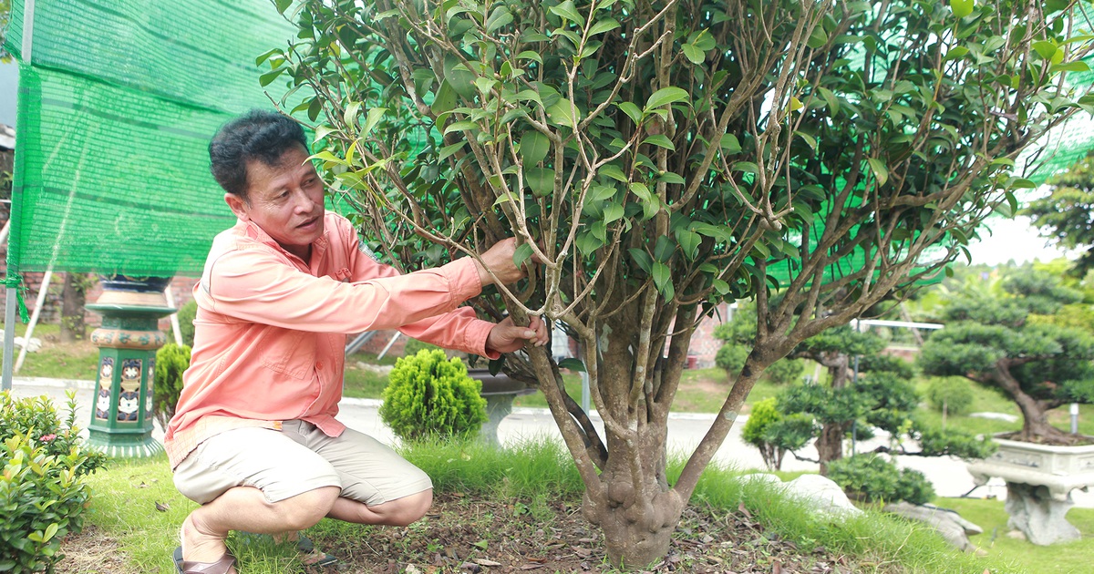 'Đã mắt' với những cây trà cổ thụ tiền tỷ của 'ông vua trà' Việt Nam