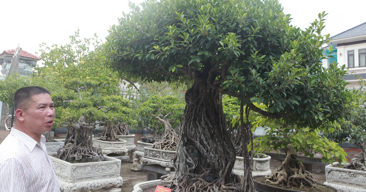 Chiêm ngưỡng bộ ba cây si cổ trị giá chục tỷ đồng của đại gia Vĩnh Phúc