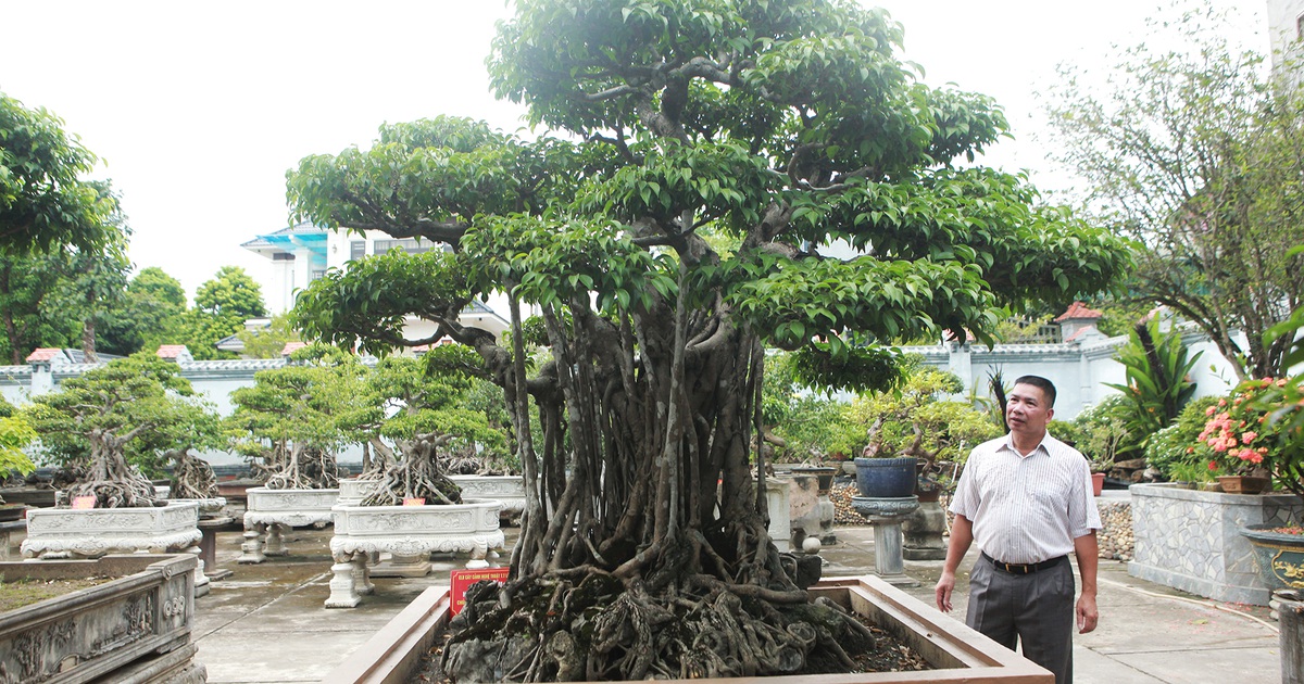 Sanh cổ 'Ngũ long tranh châu' mua từ năm 1996 với giá 100 cây vàng