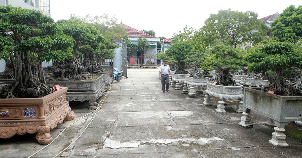 Vườn sanh cổ xứ Huế có giá triệu USD của đại gia Vĩnh Phúc