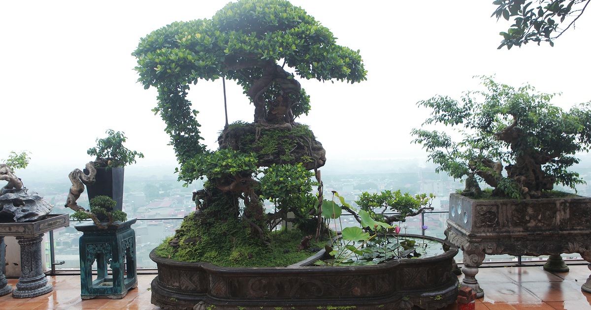 Mãn nhãn với vườn cây bonsai dáng quái giữa 'lưng chừng trời' ở Hà Nội