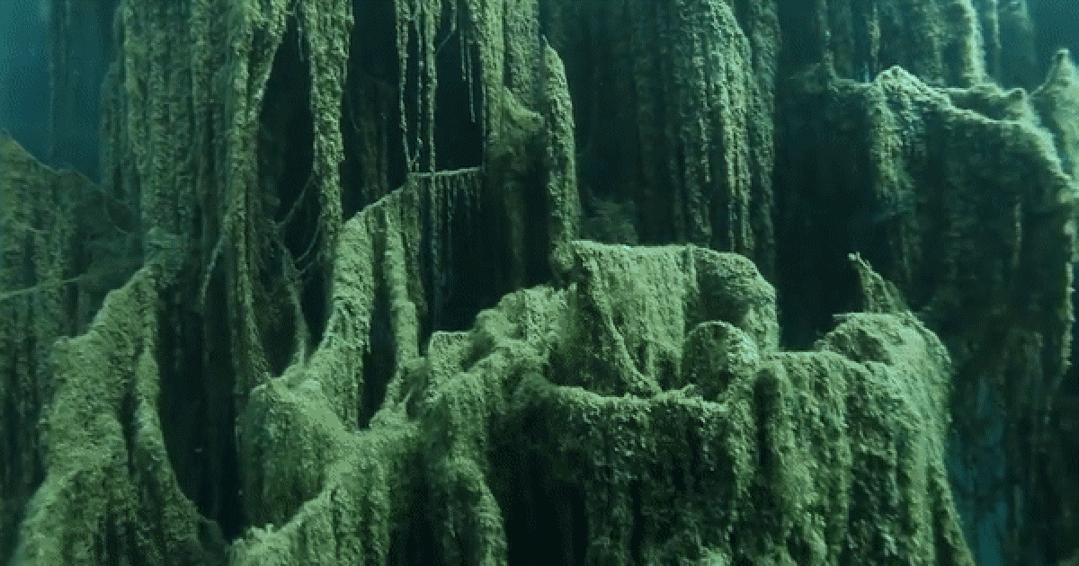 Kỳ lạ rừng cây 'mọc ngược' từ dưới đáy hồ