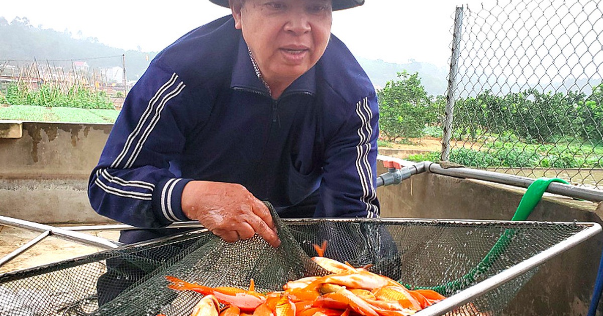 Tết ông Công, ông Táo: Người nuôi cá chép nhận đặt cọc hàng trăm triệu đồng