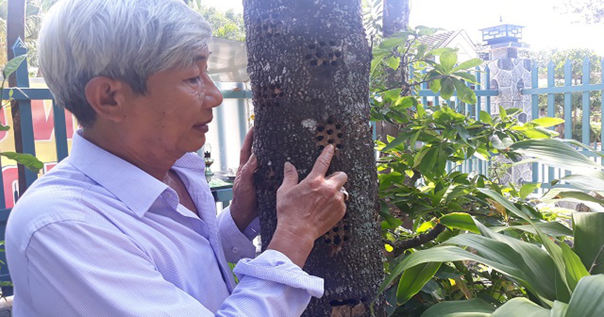 Bị nói 'khùng' vì bỏ nghề giáo lên đồi trồng dó bầu, khi thu tiền tỷ thì...