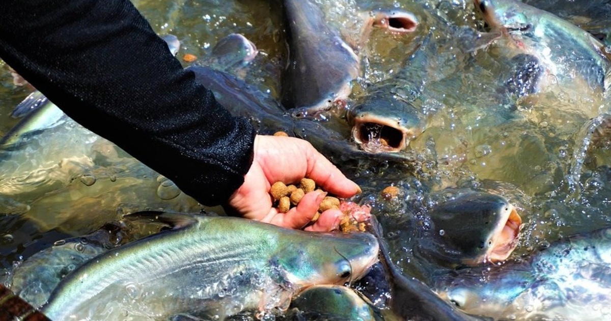 Đàn cá hàng nghìn con đến nhà dân 'xin thức ăn', chủ nhà gọi cá là 'con'
