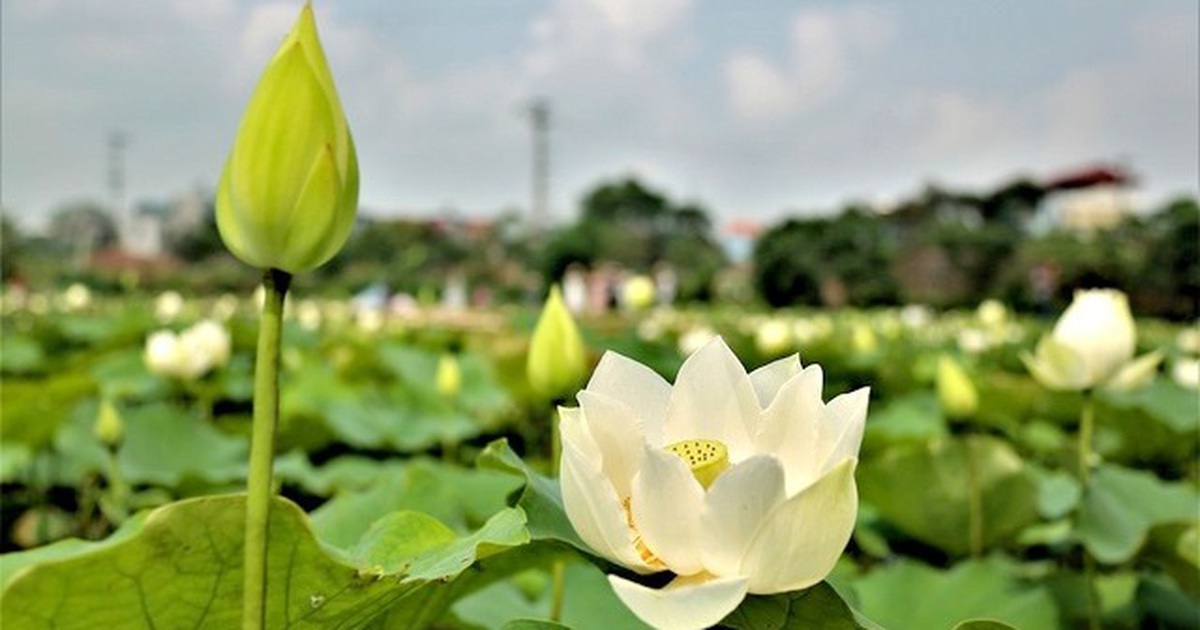 Kiếm tiền triệu từ nghề trồng hoa sen trắng