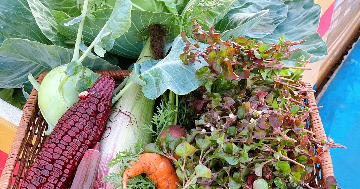 Mẹ đảm ở Đắk Lắk biến sân thượng thành 'studio nông trại' đẹp mê