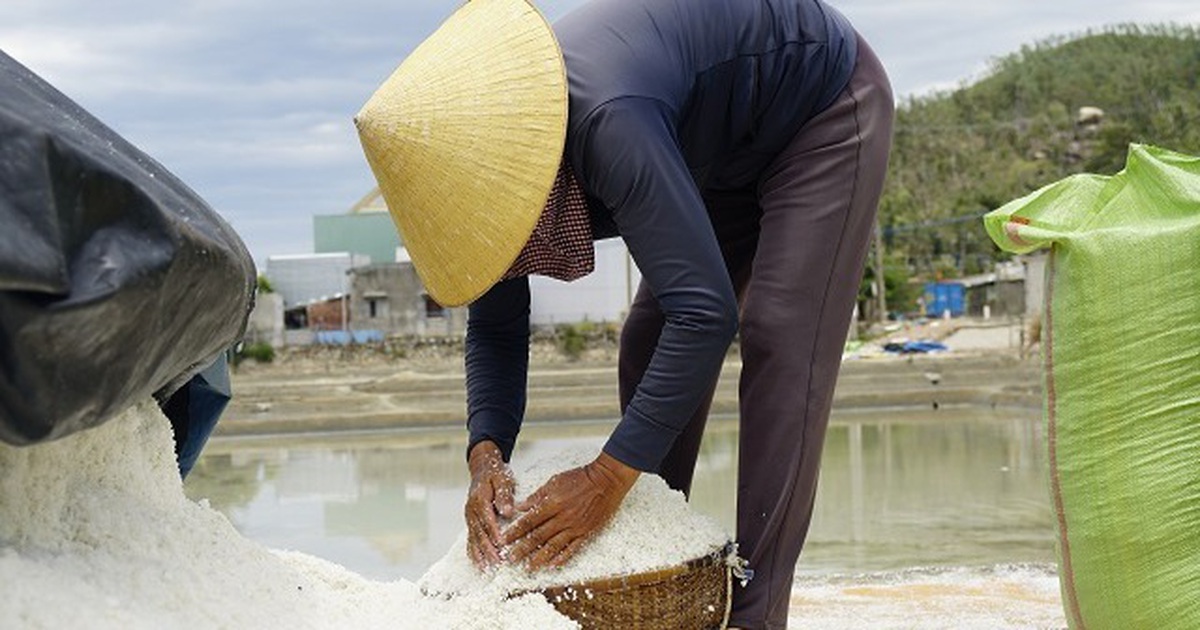 Bán 1 kg muối mua không nổi ổ bánh mì chay, diêm dân tính bỏ ruộng hoang