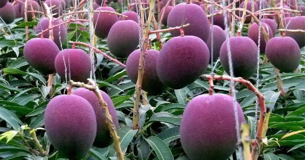 Trồng giống xoài quý hiếm, cặp đôi thuê 4 người bảo vệ 7 quả xoài