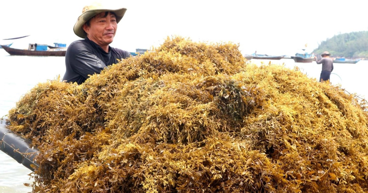 Liều mưu sinh dưới đáy biển sâu, người hái rong mơ kiếm tiền triệu mỗi ngày