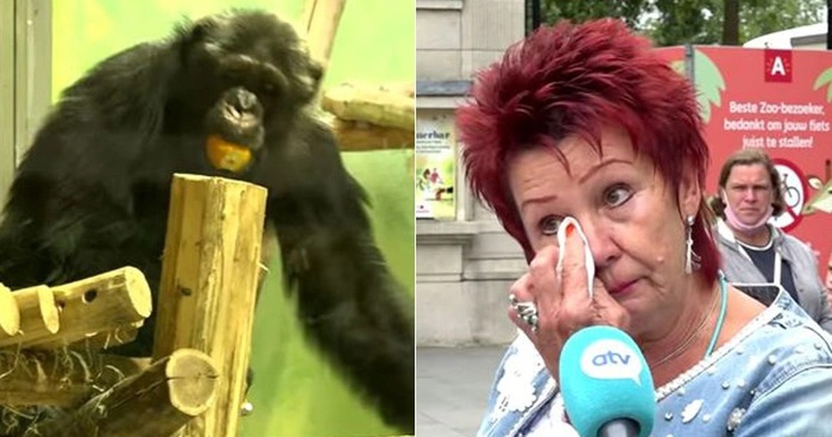 Có tình cảm đặc biệt với tinh tinh, người phụ nữ bị cấm đến vườn thú