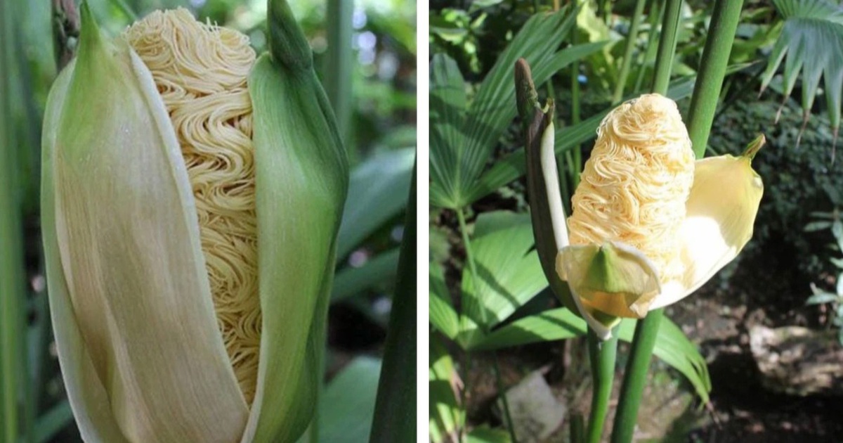 Kỳ lạ loài cây 'vỏ như bắp ngô, ruột như mì tôm'