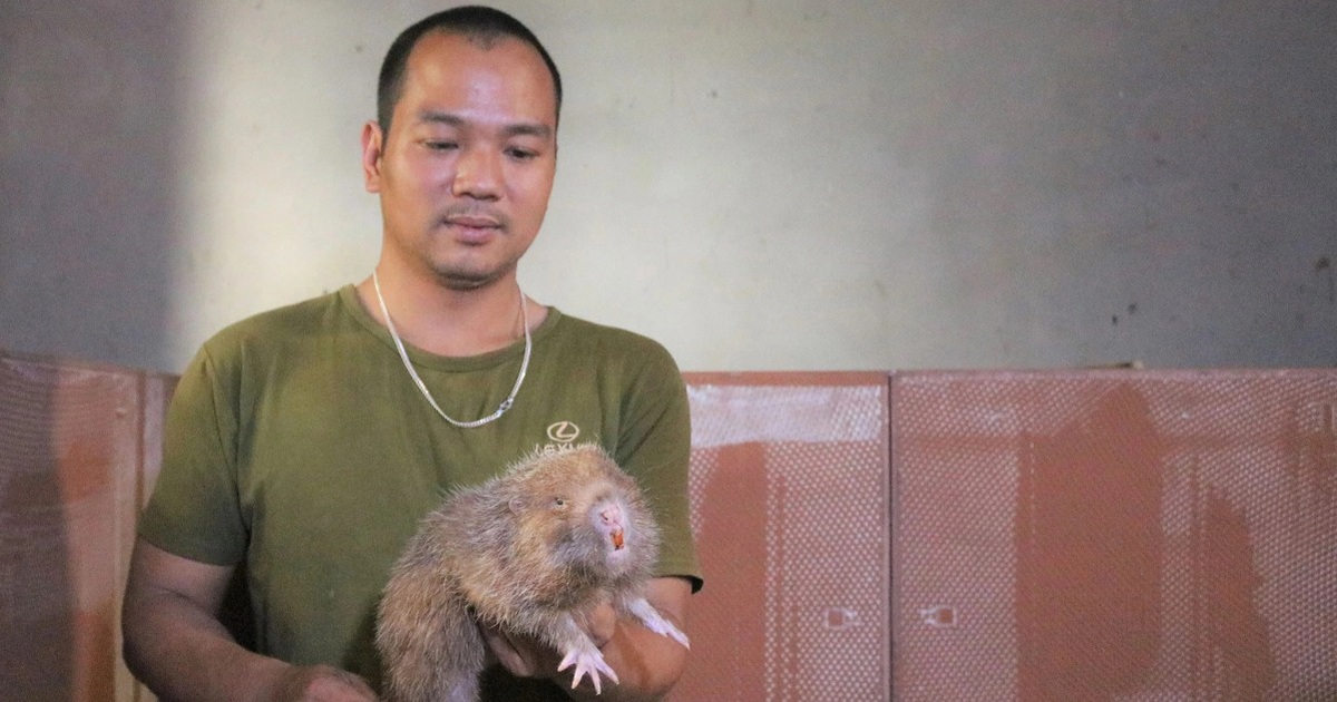 Chàng thanh niên Gia Lai mày mò nuôi dúi giữa vùng 'ốc đảo'