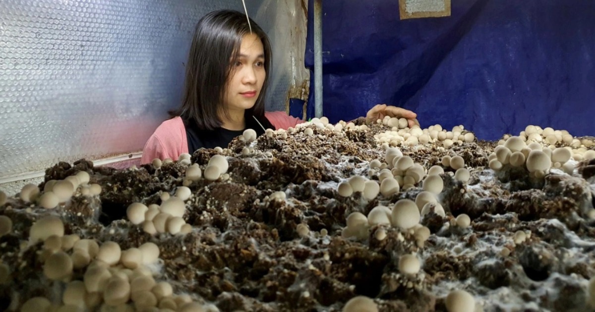 Bán cả tạ nấm rơm trong... 10 phút, cả nhà 'sống khỏe' mùa dịch