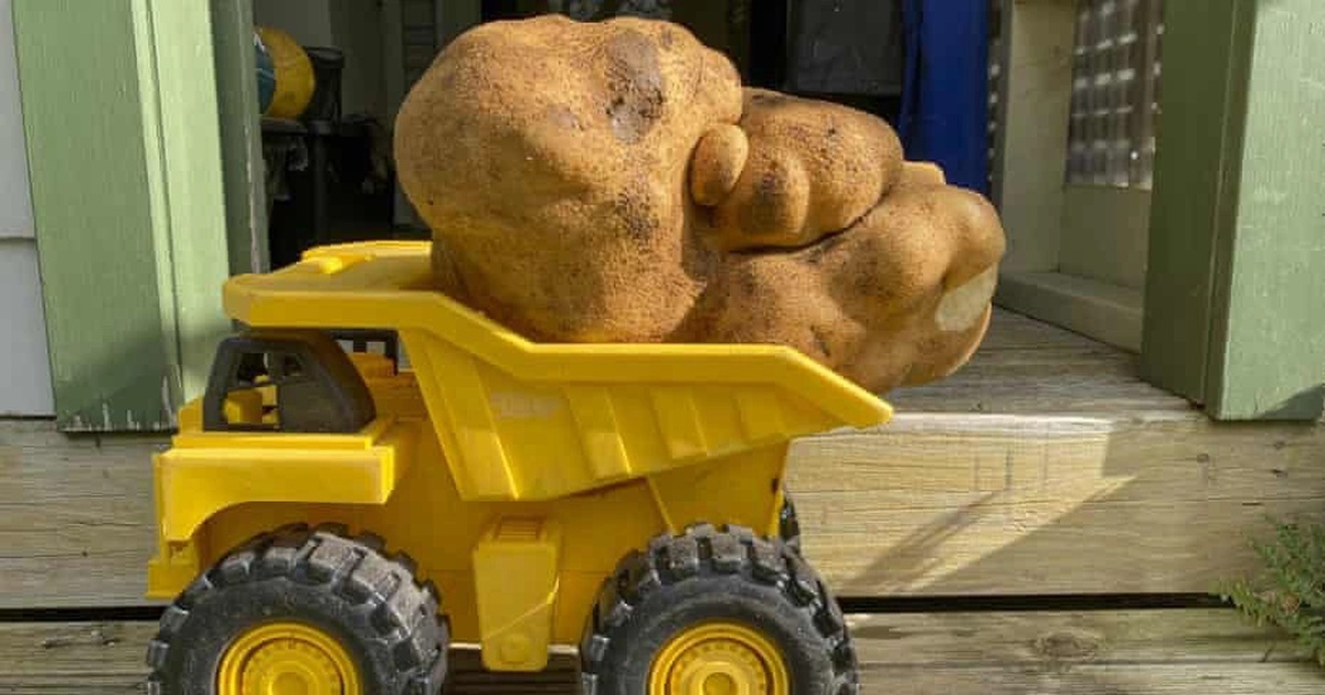 Củ khoai tây 'lớn nhất thế giới' đã có tên riêng