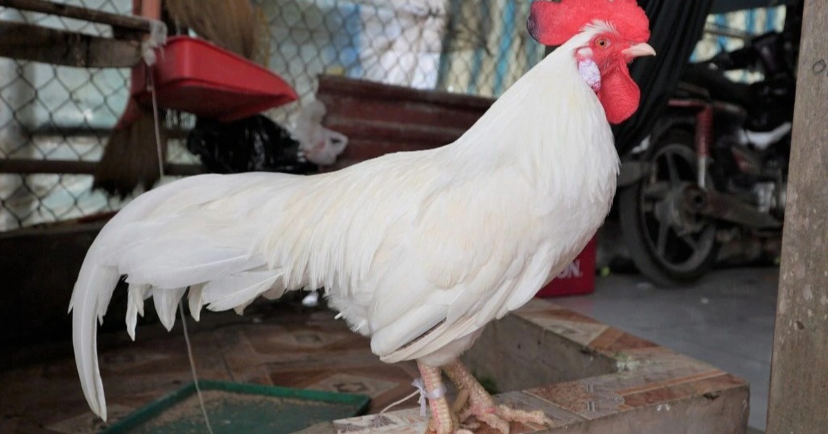 Thú vị chú gà không ăn thóc, thích ngủ võng ở Đồng Tháp