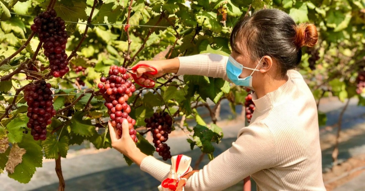 Vườn nho 'siêu quả' giữa lòng Hà Nội thu hút nhiều du khách trải nghiệm