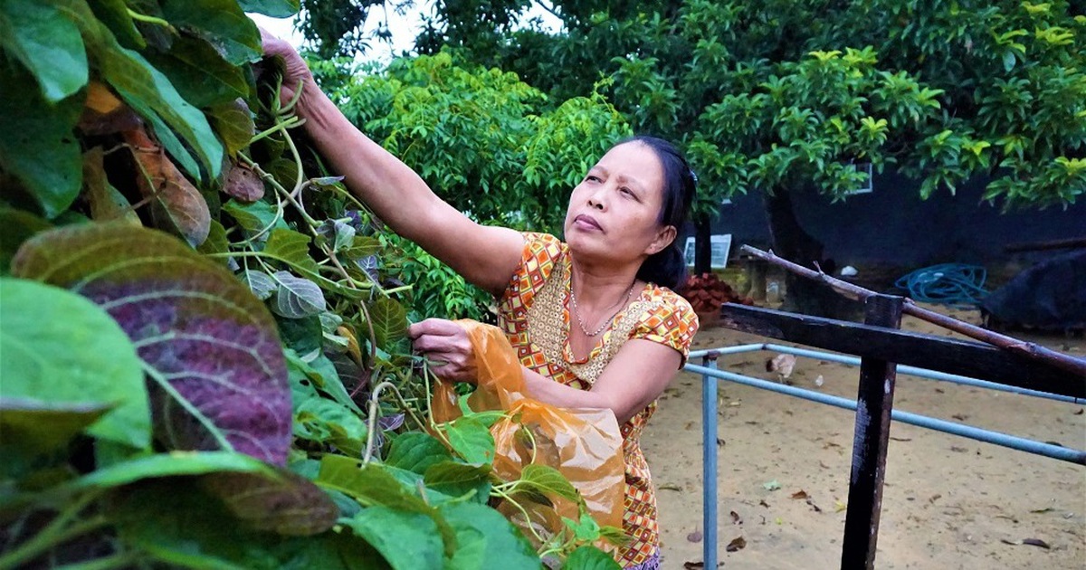 'Hái ra tiền' với cây leo bờ rào mà không mất một đồng đầu tư