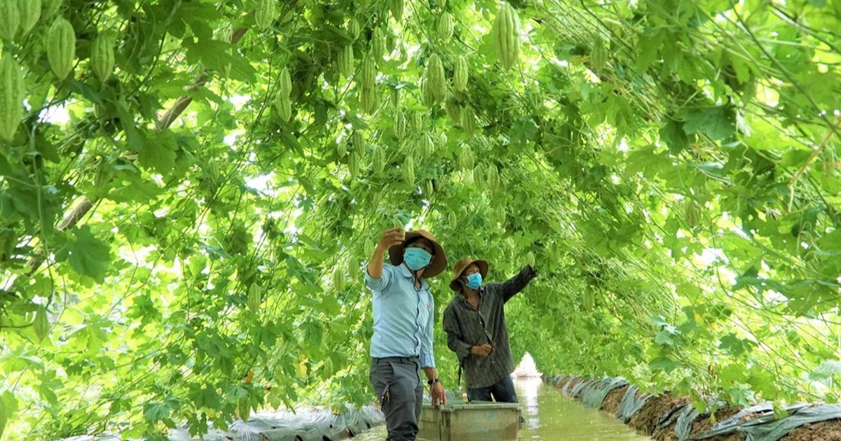 'Con đường' khổ qua vạn người mê giúp lão nông miền Tây sống khỏe