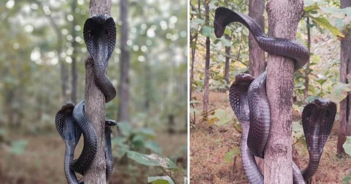 Sửng sốt cảnh ba con rắn hổ mang cùng xuất hiện trên thân cây
