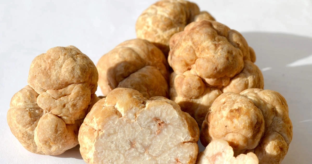 Cận cảnh nấm cục đắt như kim cương, giá cao 'ngất ngưởng' hơn 2,6 tỷ đồng