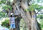 Cận cảnh cây me 'khủng' 200 tuổi, đạt kỷ lục Việt Nam ở Sa Đéc