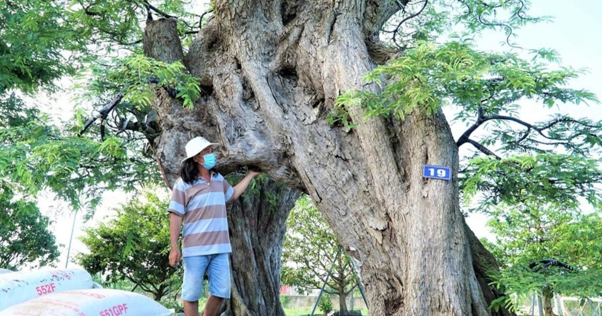 Cận cảnh cây me 'khủng' 200 tuổi, đạt kỷ lục Việt Nam ở Sa Đéc