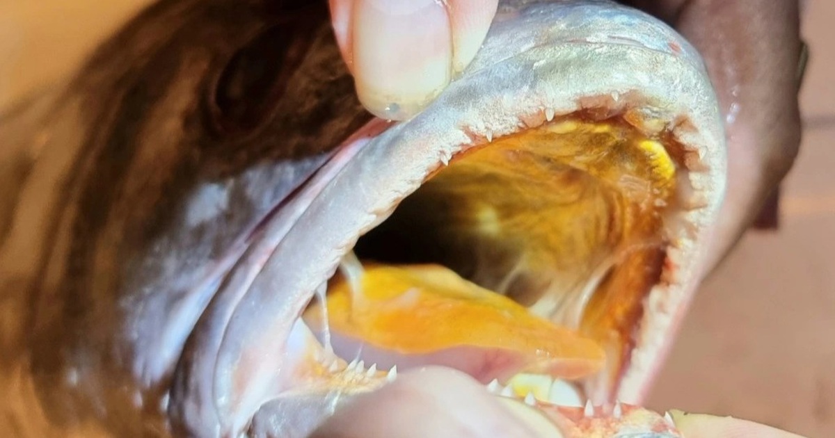 Ngư dân bắt được con cá nặng 7,5 kg giống cá sủ vàng