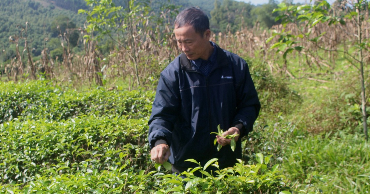 'Đánh thức vùng đất chết', lão nông thu về hàng chục tỷ đồng mỗi năm