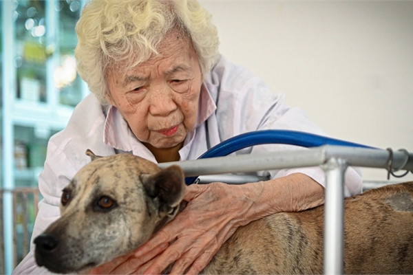 Phòng khám đặc biệt của bà giáo 88 tuổi điều trị miễn phí cho chó mèo