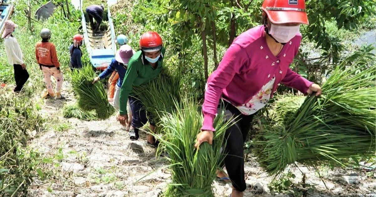 Nghề 'độc', lạ ở miền Tây, chỉ buôn bán mỗi cỏ dại mà đắt như tôm tươi