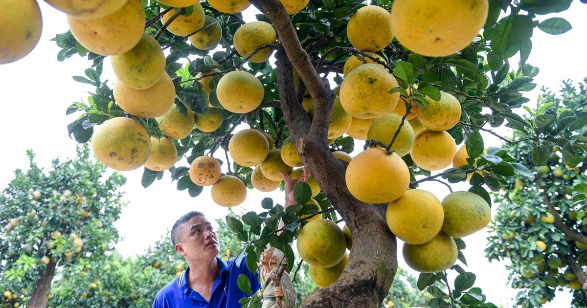 Cây bưởi dáng độc, khách 