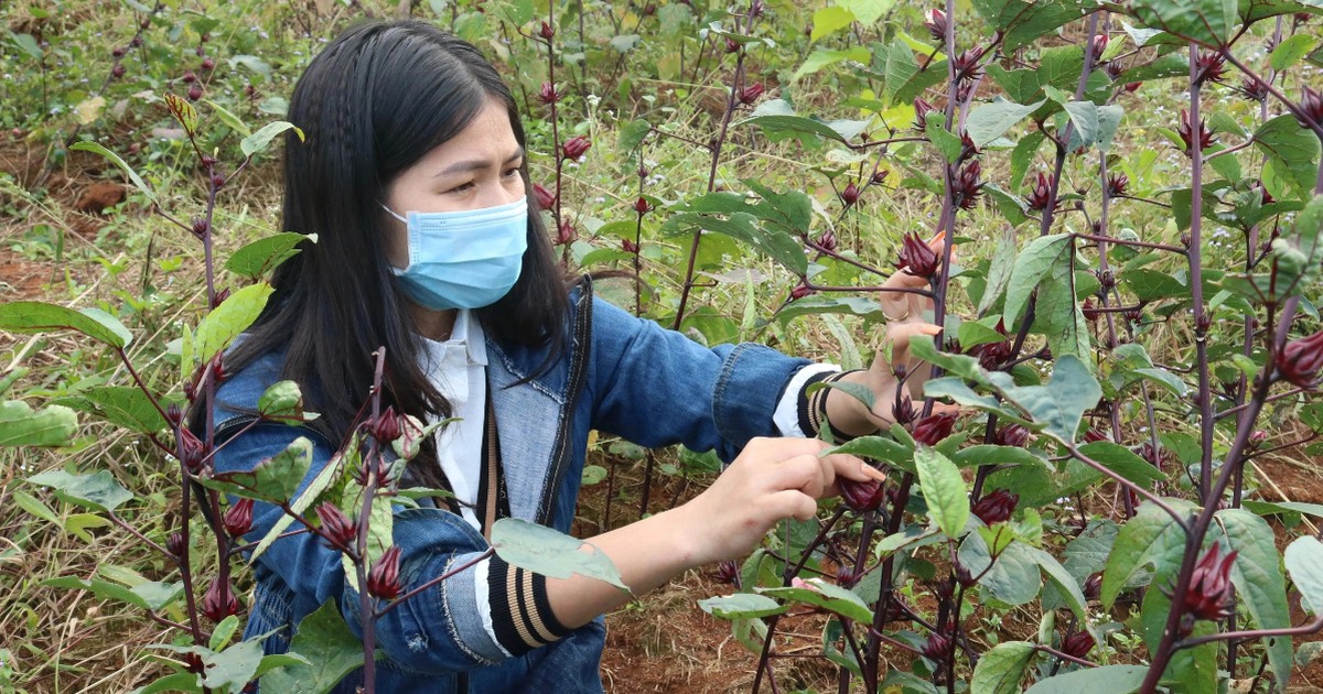 Chế tinh dầu quý từ cỏ dại, nữ giảng viên thu hàng trăm triệu đồng mỗi năm