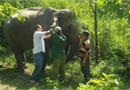 Dak Lak: Elephant raisers to get over VND400 million if the animals give birth