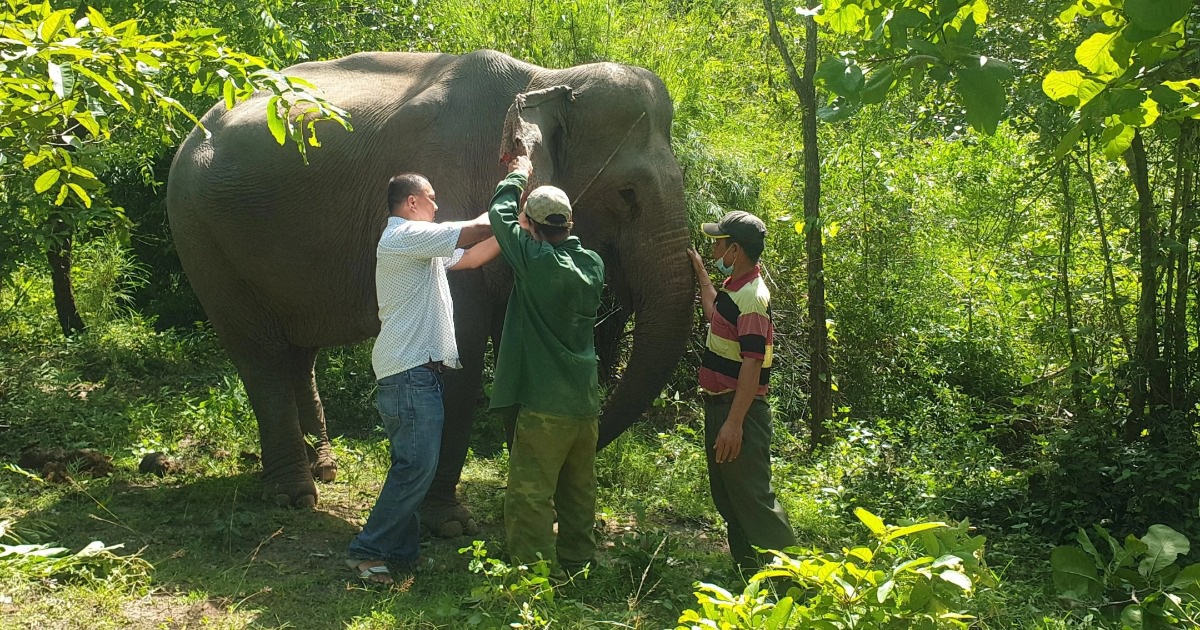 Dak Lak: Elephant raisers to get over VND400 million if the animals give birth