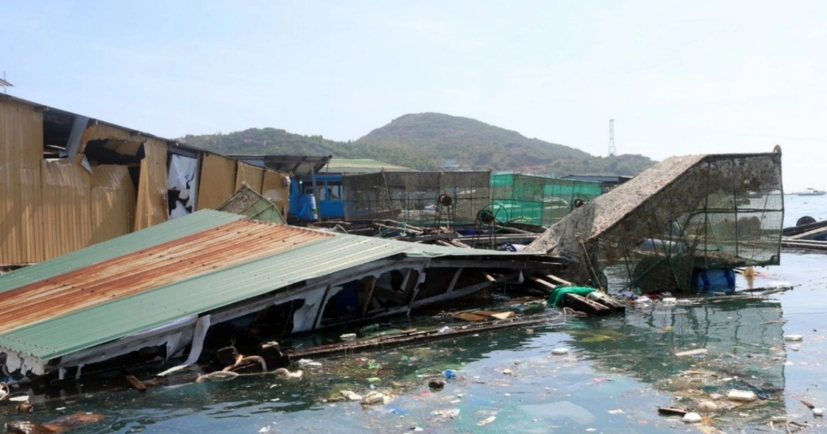 Người nuôi tôm hùm 'trắng tay', hàng trăm tỷ đồng đổ ra biển sau bão số 9