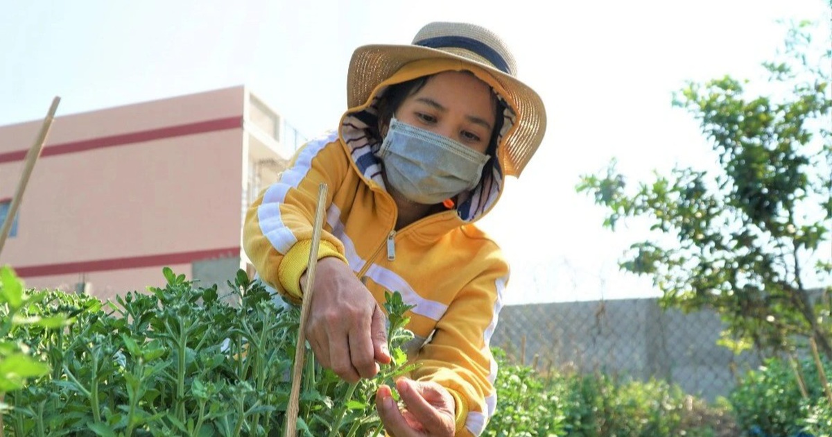 Thu nhập khá nhờ nghề 'tuyển hoa, lặt nụ' mỗi năm chỉ có một lần