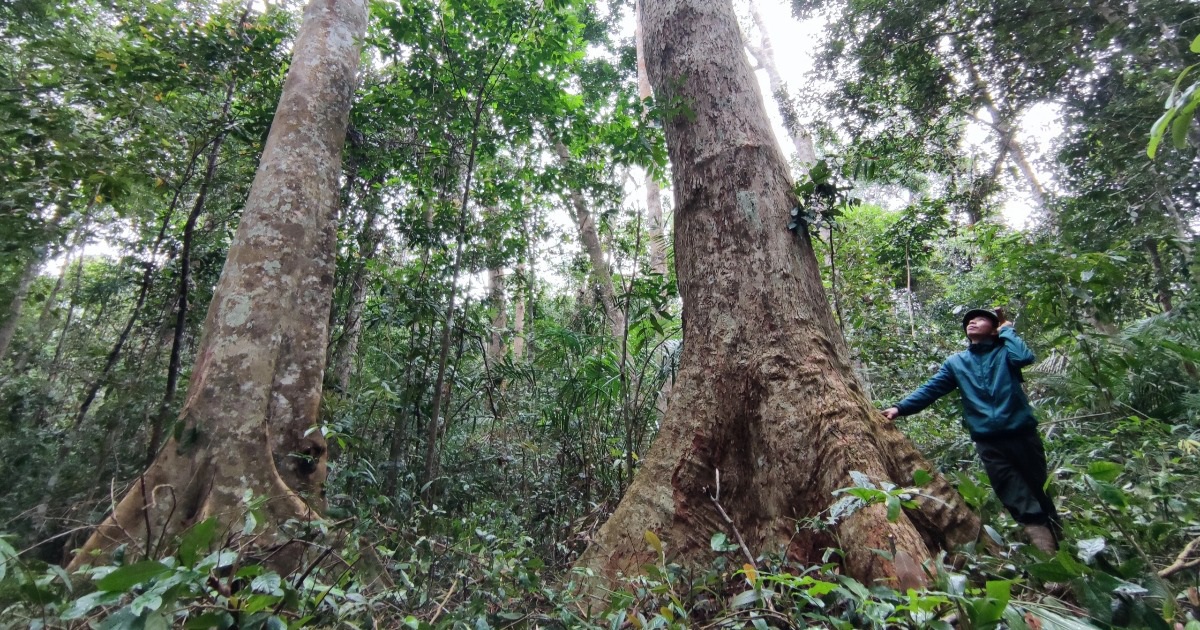 Cận cảnh rừng dổi nhung cổ thụ quý hiếm, được bảo vệ 24/24 ở Gia Lai