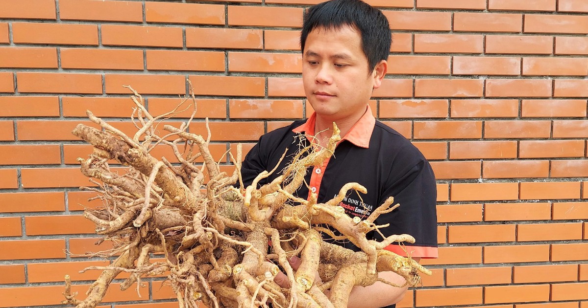 Làm mứt từ 'nhân sâm người nghèo' bán 'mỏi tay' ngày giáp Tết