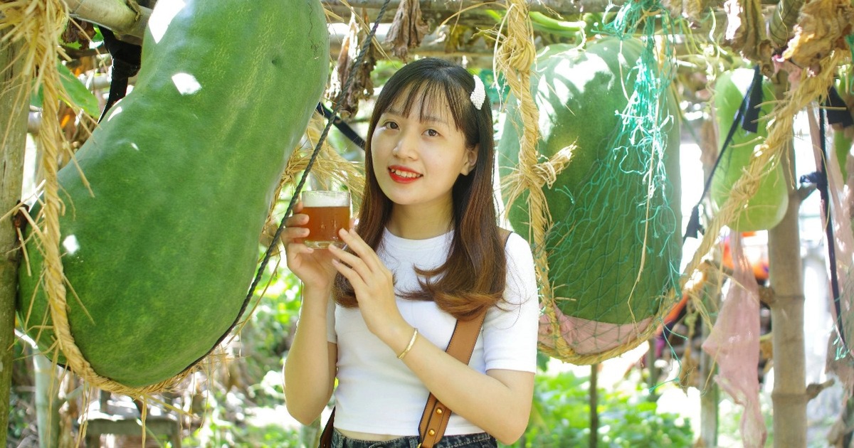 Làng trồng bí đao 'khổng lồ', quả nặng hơn nửa tạ ở Bình Định