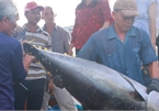 Làng biển nhiều biệt thự nhất Bình Định nhờ nghề câu loài cá 'khủng'
